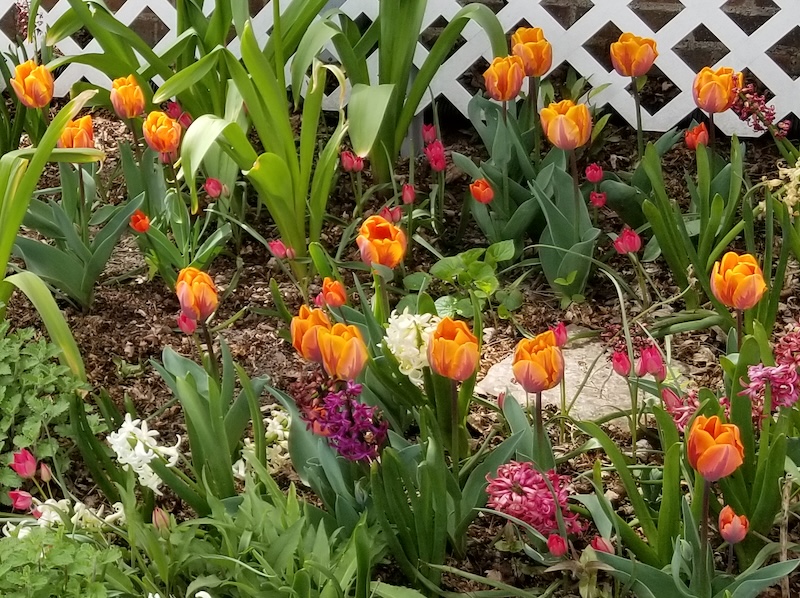 close up of spring bulbs